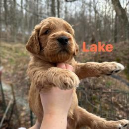 Lake - Apricot male Goldendoodle puppy in Prosperity, Pennsylvania from Stelladoodles & Company