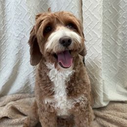 Bosco - Australian Labradoodle