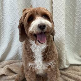 Bosco - Australian Labradoodle