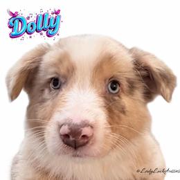 1st Pick of The Final 2 Red or Blue Merle Female - Red merle female Australian Shepherd puppy in Gainesville, Texas from Lady Luck Aussies