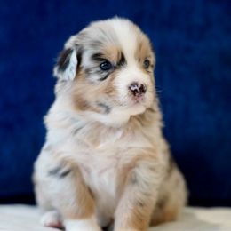 Davis - Blue merle Australian Shepherd puppy in Patchogue, New York from South Shore Aussies