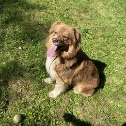 Australian Shepherd All Grown Up from Little Elder Creek Australian Shepherds