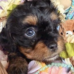 Dahlia Neptune - Black and tan female Cavapoo puppy in Tucson, Arizona from Unicorn Tears and Cavaliers