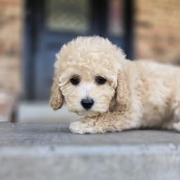 Poodle Puppies from Caboodles Of Poodles