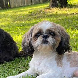 Shih Tzus from AB Cleveland Pups
