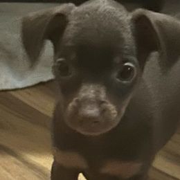 Miniature Pinschers from Lucy’s Min Pin