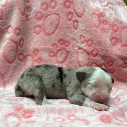 Macy - Blue merle female Miniature Australian Shepherd puppy in Signal Mountain, Tennessee from D & D Miniature and Toy Australian Sheppards