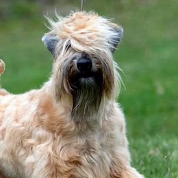 Soft Coated Wheaten Terriers from Charm Wheatens