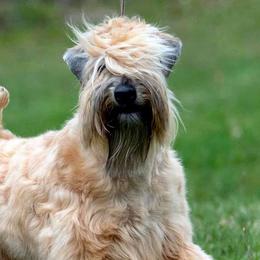 Soft Coated Wheaten Terriers from Charm Wheatens