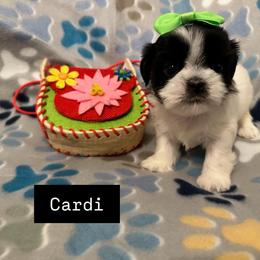 Cardi - Black and white female Shih Tzu puppy in Cordova, Tennessee from TrueLine kennels