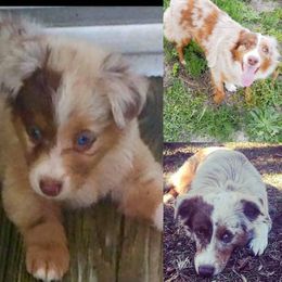 Australian Shepherds, Miniature Australian Shepherds, and Toy Australian Shepherds from Honey, I Shrunk the Aussies