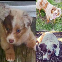 Australian Shepherds, Miniature Australian Shepherds, and Toy Australian Shepherds from Honey, I Shrunk the Aussies
