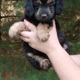 Ivy - female Aussiedoodle puppy in Milford, Indiana from Olde Heritage K-9