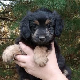 Ivy - female Aussiedoodle puppy in Milford, Indiana from Olde Heritage K-9