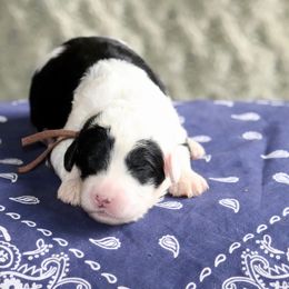 Blaze (brown collar) - Black and white male Sheepadoodle puppy in Mouth Of Wilson, Virginia from HoneyBunn Doodle Co.