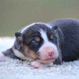 Nutmeg - Black tri male Miniature Australian Shepherd puppy in Bauxite, Arkansas from J & B Mini Aussies