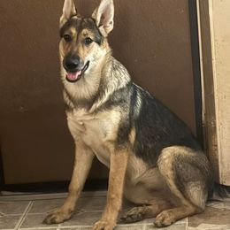 Rula - German Shepherd