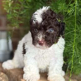 Mo - Chocolate and white male Havapoo puppy in Lancaster, South Carolina from 3 Bs Havanese-PUPPIES with  PURPOSE
