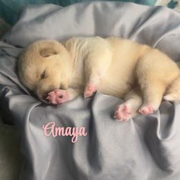 Amaya - Cream female Shiba Inu puppy in Inverness, Florida from Shore Thing Shiba’s