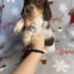 Comet - Piebald male Dachshund puppy in Oklahoma City, Oklahoma from Barrett’s Doxie Farm