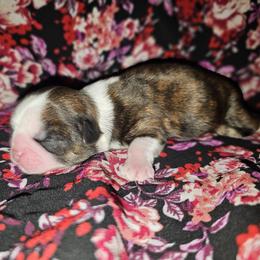 VENUS - Brindle and white female Shih Tzu puppy in Los Banos And Bay Area, California from Shantii's Shih Tzu's