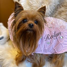 Reilyn - Yorkshire Terrier