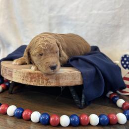 Stripes - Red  female Goldendoodle puppy in Gower, Missouri from Hillside Paws