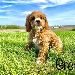 Bernedoodle, Cockapoo, and German Shorthaired Pointer Puppies from Filipiak Breeders