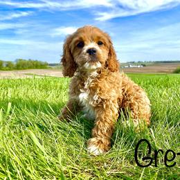 Bernedoodle, Cockapoo, and German Shorthaired Pointer Puppies from Filipiak Breeders