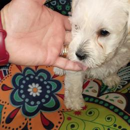 Roamin' - White male Schnoodle puppy in New Cambria, Kansas from Shrivers' Sweethearts