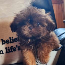 Shih Tzu Puppies from Deborah Theisen