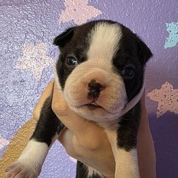 Vera Girl 1 - Black brindle and white female Boston Terrier puppy in Denver, Colorado from Diamonds In The Ruff Boston Terriers