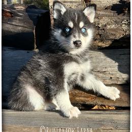 Runamok New Year's Resolution (aka Decree) - Black and white male Pomsky puppy in St. Maries, Idaho from Runamok Farm