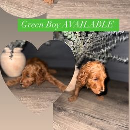 Goldendoodle Puppies from Sisters Doodles