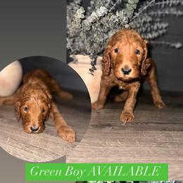 Goldendoodle Puppies from Sisters Doodles