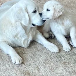 Golden Retriever Puppies from Robinsnest Goldens