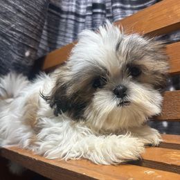 Siri - Shih Tzu - Black gold and white female Shih Tzu puppy in Chariton, Iowa from Mia Lucky Maltese