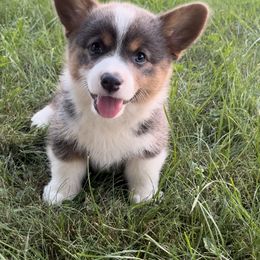 American Corgi and Pembroke Welsh Corgi Puppies from Folly Acres Corgis