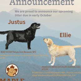 Labrador Retriever puppies from Maple Labradors
