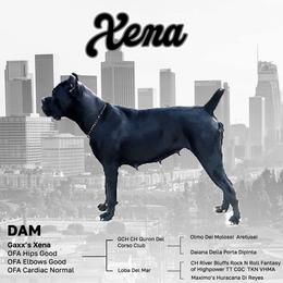 Xena - Cane Corso