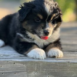 Lavender - Black tri Miniature Australian Shepherd puppy in Doddridge, Arkansas from Huddleston Farm