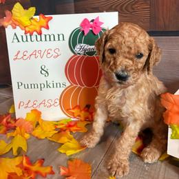 Hyacinth - Apricot female Poodle puppy in Fountain, Florida from Silva Royale Standard Poodles