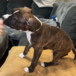 Poseidon - Red brindle American Staffordshire Terrier puppy in Mazomanie, Wisconsin from Odylic Amstaffs