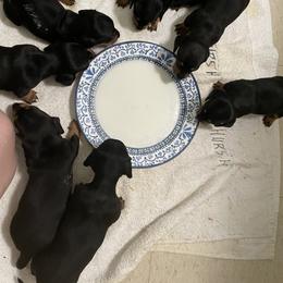 Dachshund Puppies from Hursh’s Hounds