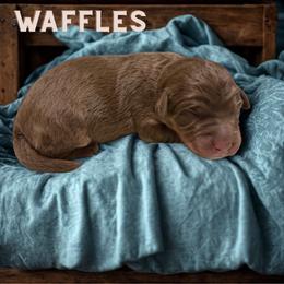 Waffles - Sable male Aussiedoodle puppy in Ellenburg Center, New York from Kristin's Puppies