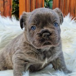 French Bulldogs from Buda Baby Frenchies
