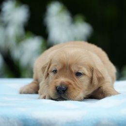 Tia - Golden female Golden Retriever puppy in Saint Joe, Indiana from Golden Acres Farm