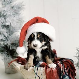 Pink Girl - Tri-color Bernedoodle puppy in Nancy, Kentucky from Wilderness Point Doodles