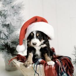Pink Girl - Tri-color Bernedoodle puppy in Nancy, Kentucky from Wilderness Point Doodles