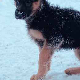 German Shepherd Puppies from S&S German Shepherds